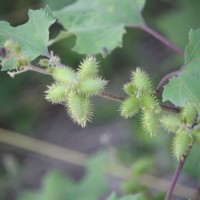 Xanthium strumarium L.